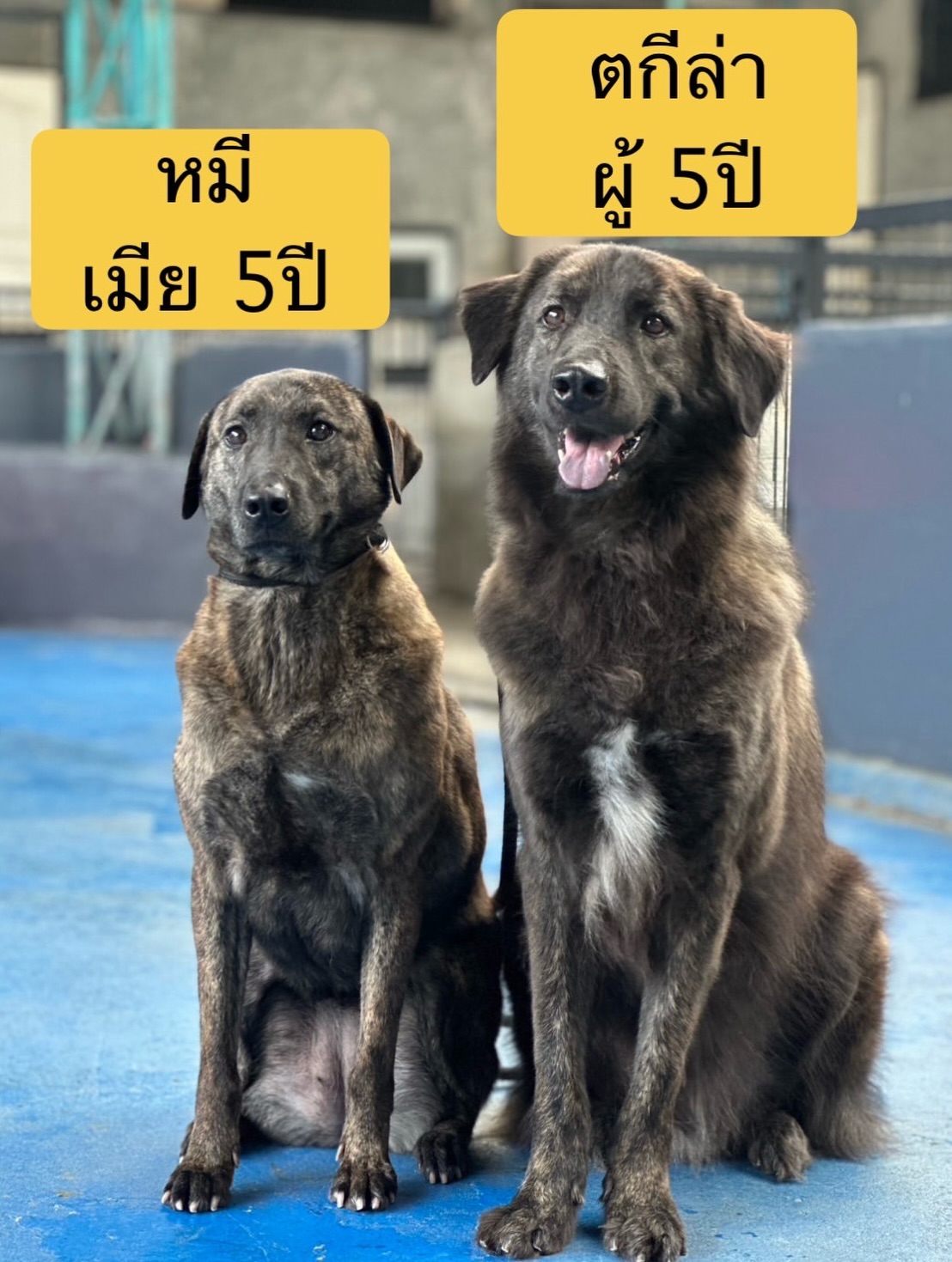 เก๋ - ชลลดา เมฆราตรี