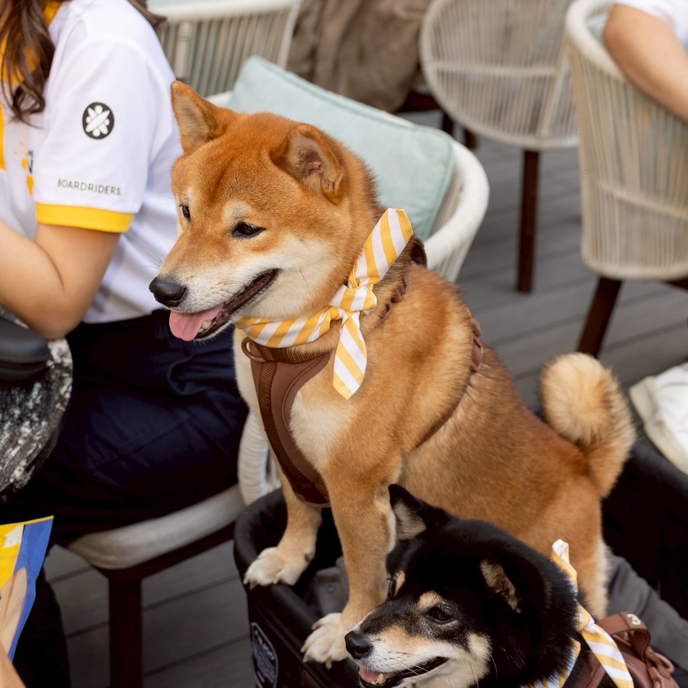 เก๋ - ชลลดา เมฆราตรี