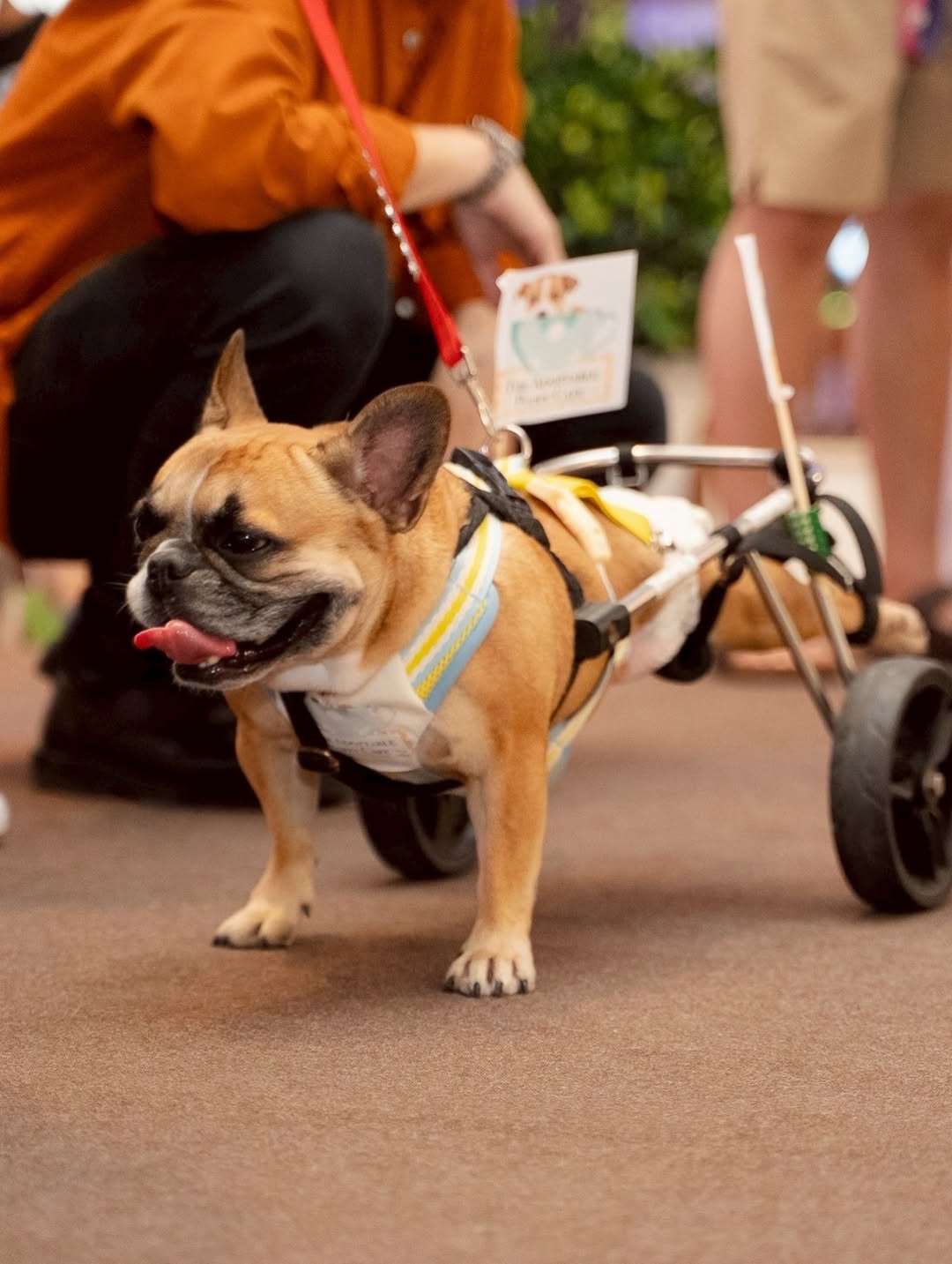 เก๋ - ชลลดา เมฆราตรี