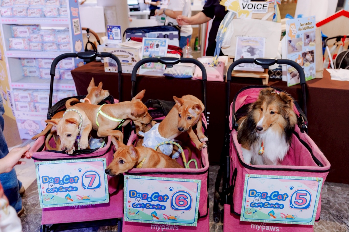 เก๋ - ชลลดา เมฆราตรี