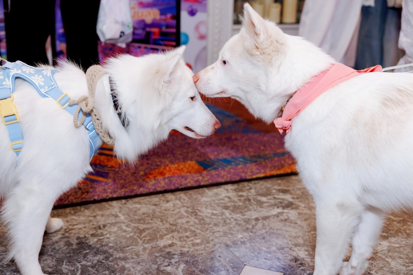 เก๋ - ชลลดา เมฆราตรี