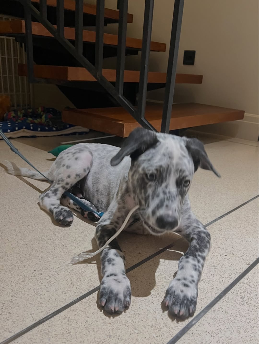 เก๋ - ชลลดา เมฆราตรี