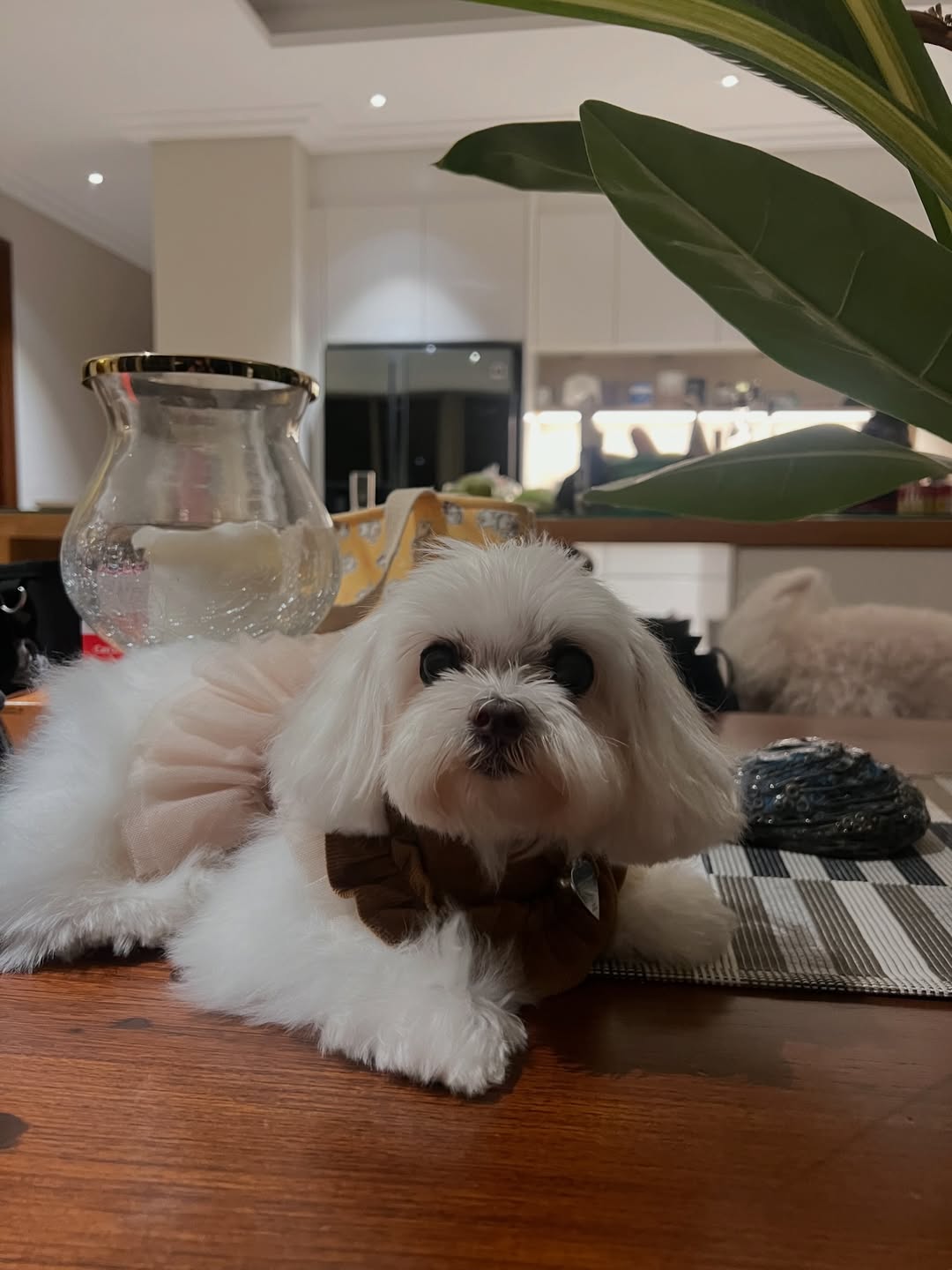 เก๋ - ชลลดา เมฆราตรี