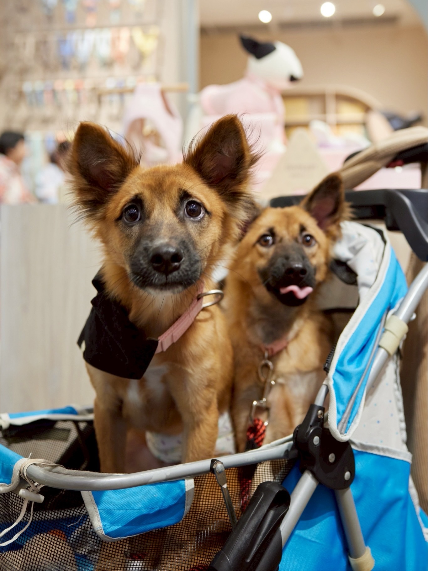 เก๋ - ชลลดา เมฆราตรี