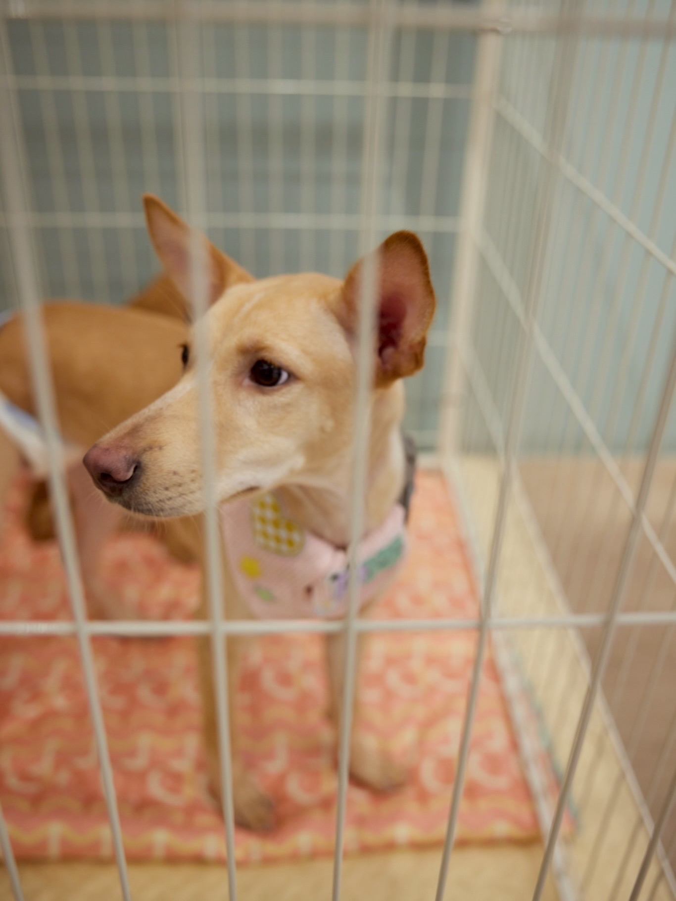 เก๋ - ชลลดา เมฆราตรี