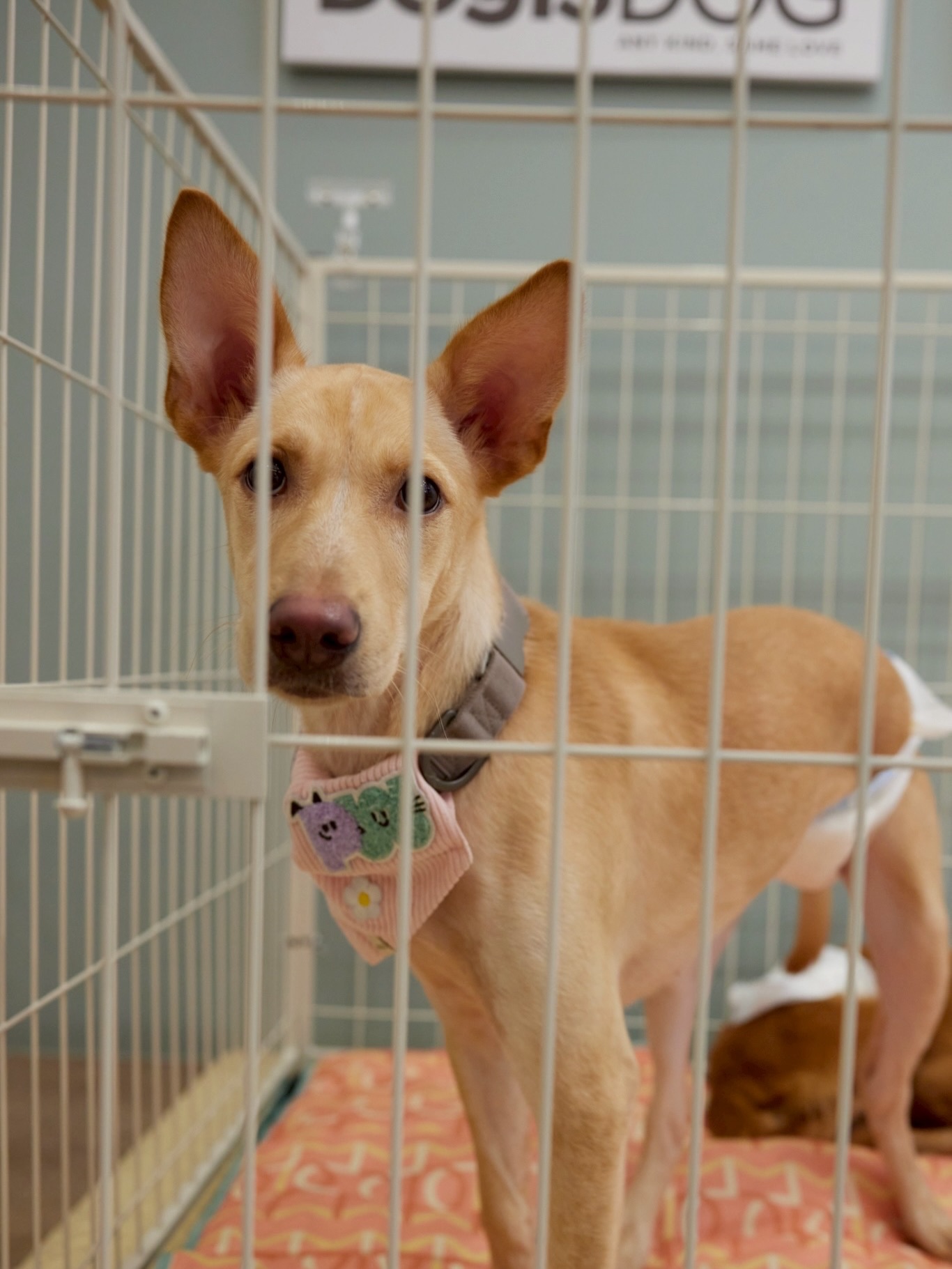 เก๋ - ชลลดา เมฆราตรี