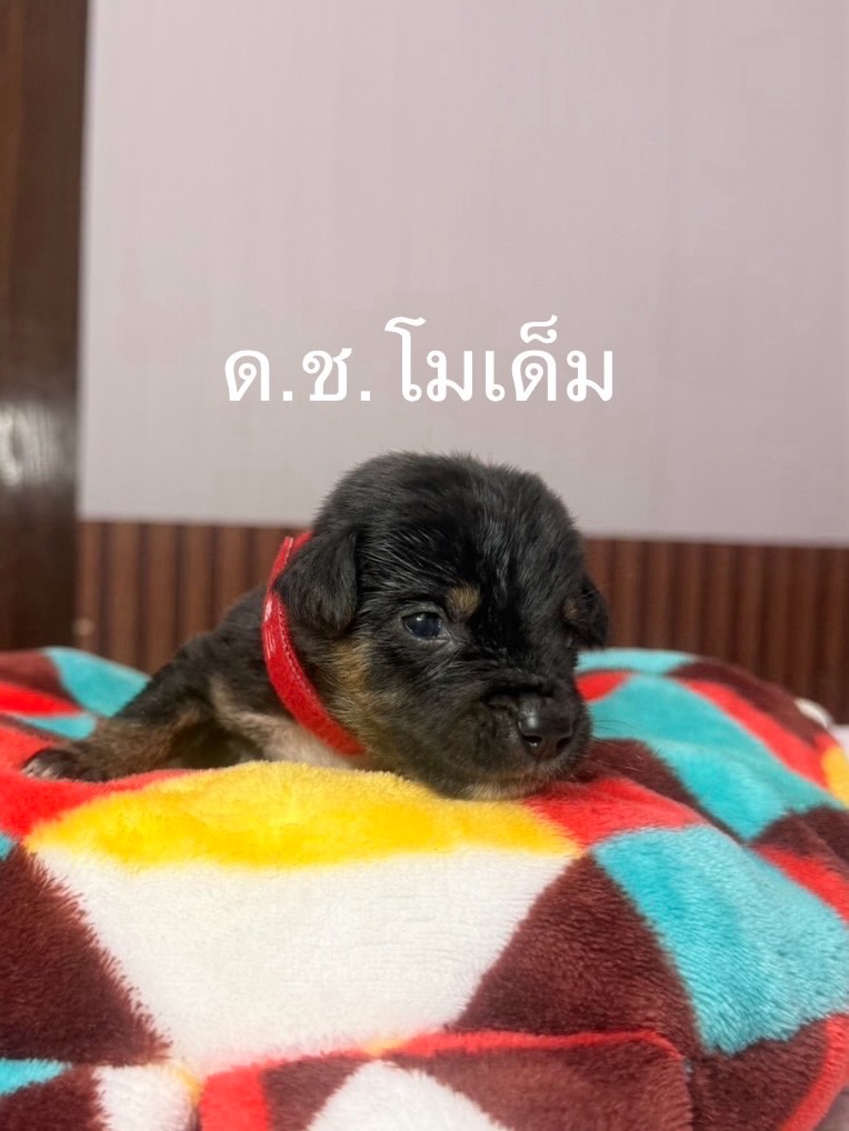 เก๋ - ชลลดา เมฆราตรี