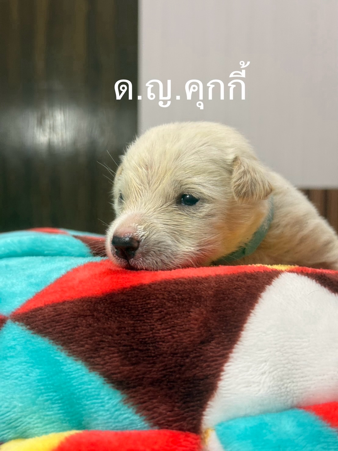 เก๋ - ชลลดา เมฆราตรี