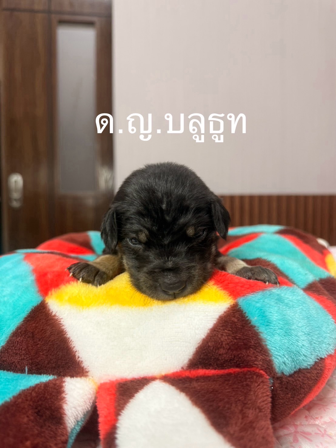 เก๋ - ชลลดา เมฆราตรี