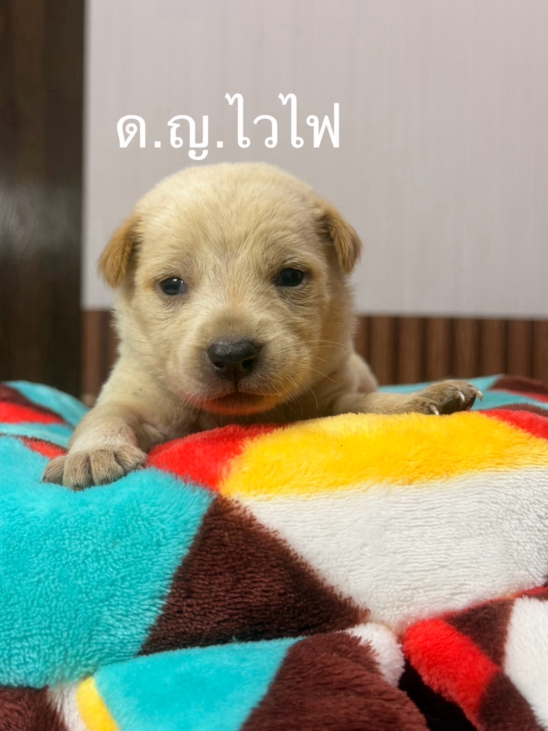 เก๋ - ชลลดา เมฆราตรี