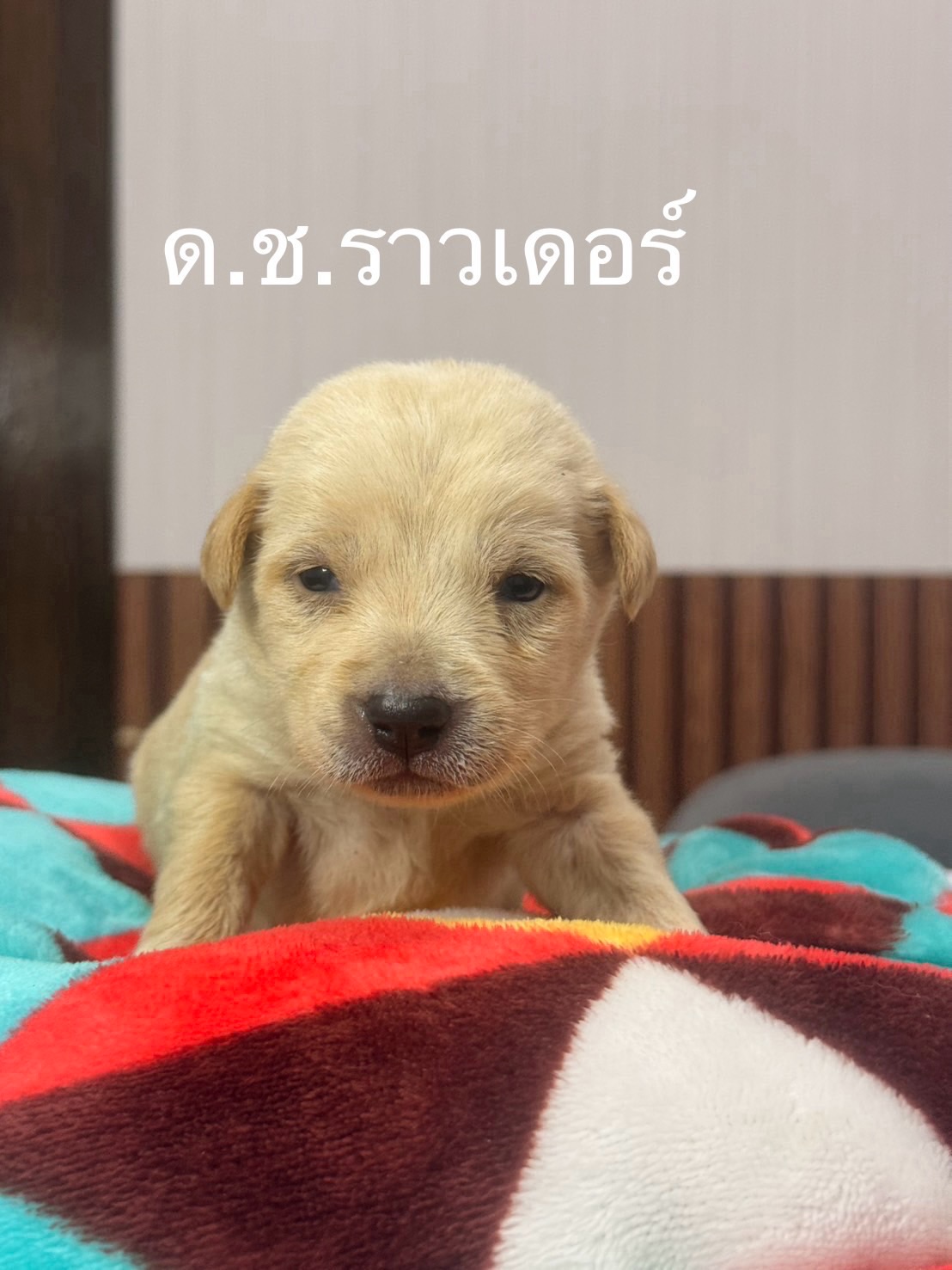 เก๋ - ชลลดา เมฆราตรี