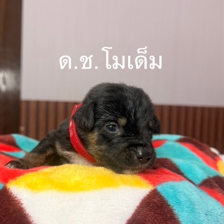 เก๋ - ชลลดา เมฆราตรี