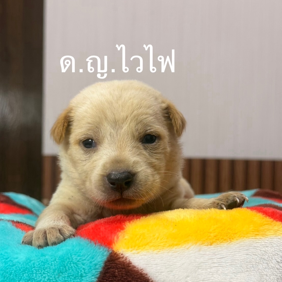 เก๋ - ชลลดา เมฆราตรี