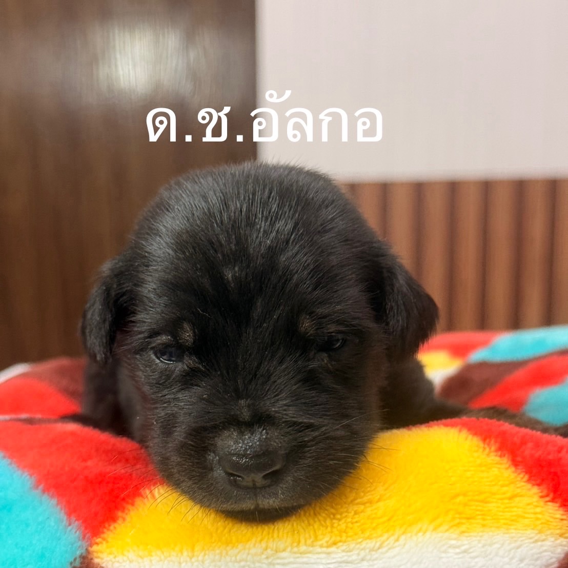 เก๋ - ชลลดา เมฆราตรี