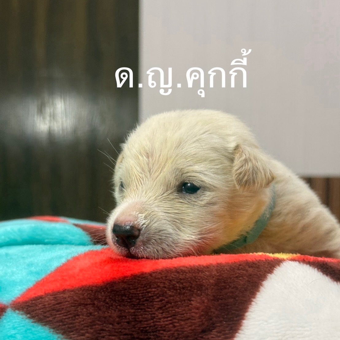 เก๋ - ชลลดา เมฆราตรี