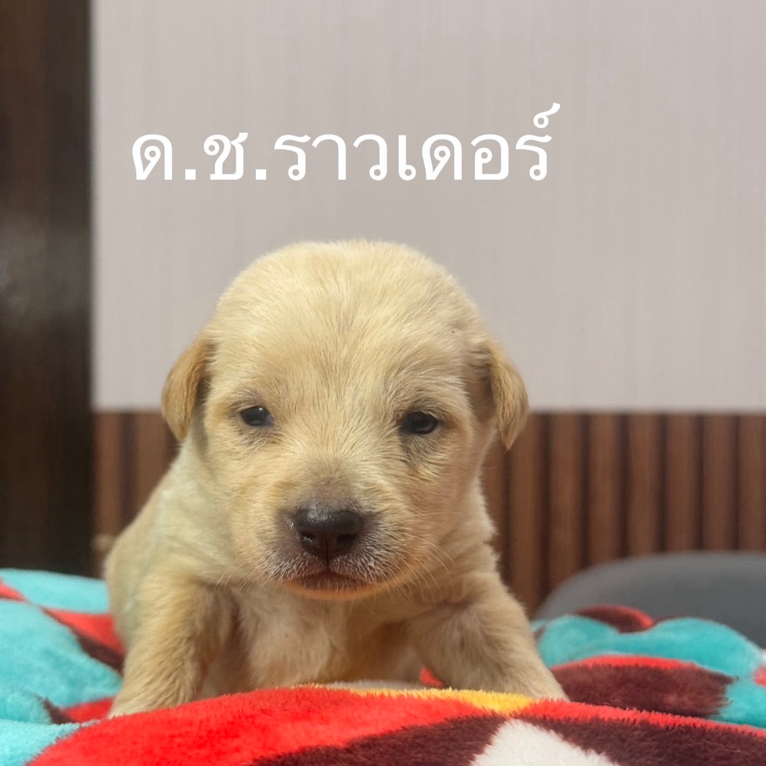 เก๋ - ชลลดา เมฆราตรี