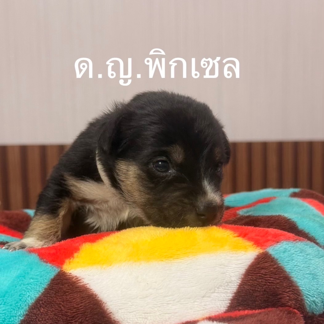 เก๋ - ชลลดา เมฆราตรี