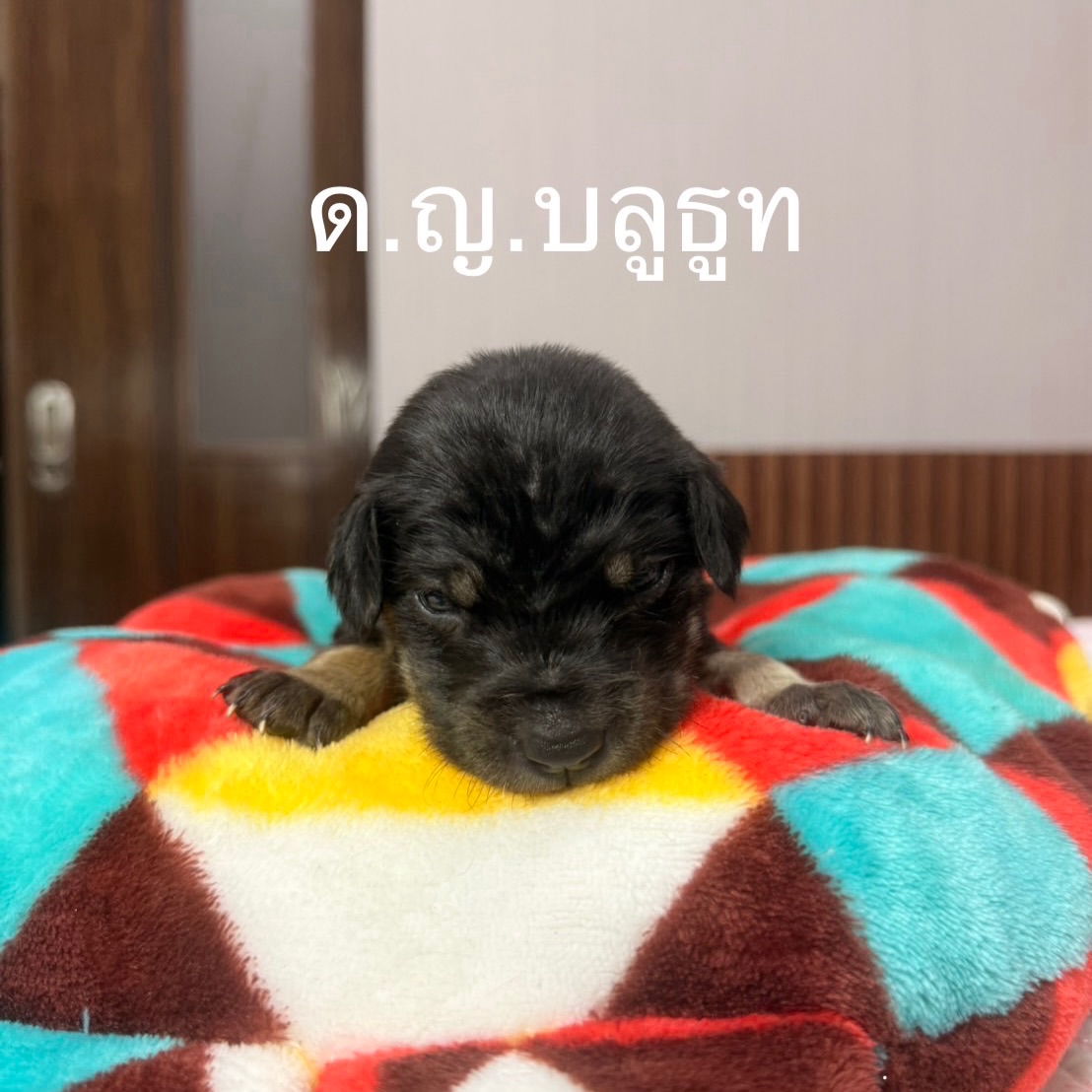 เก๋ - ชลลดา เมฆราตรี