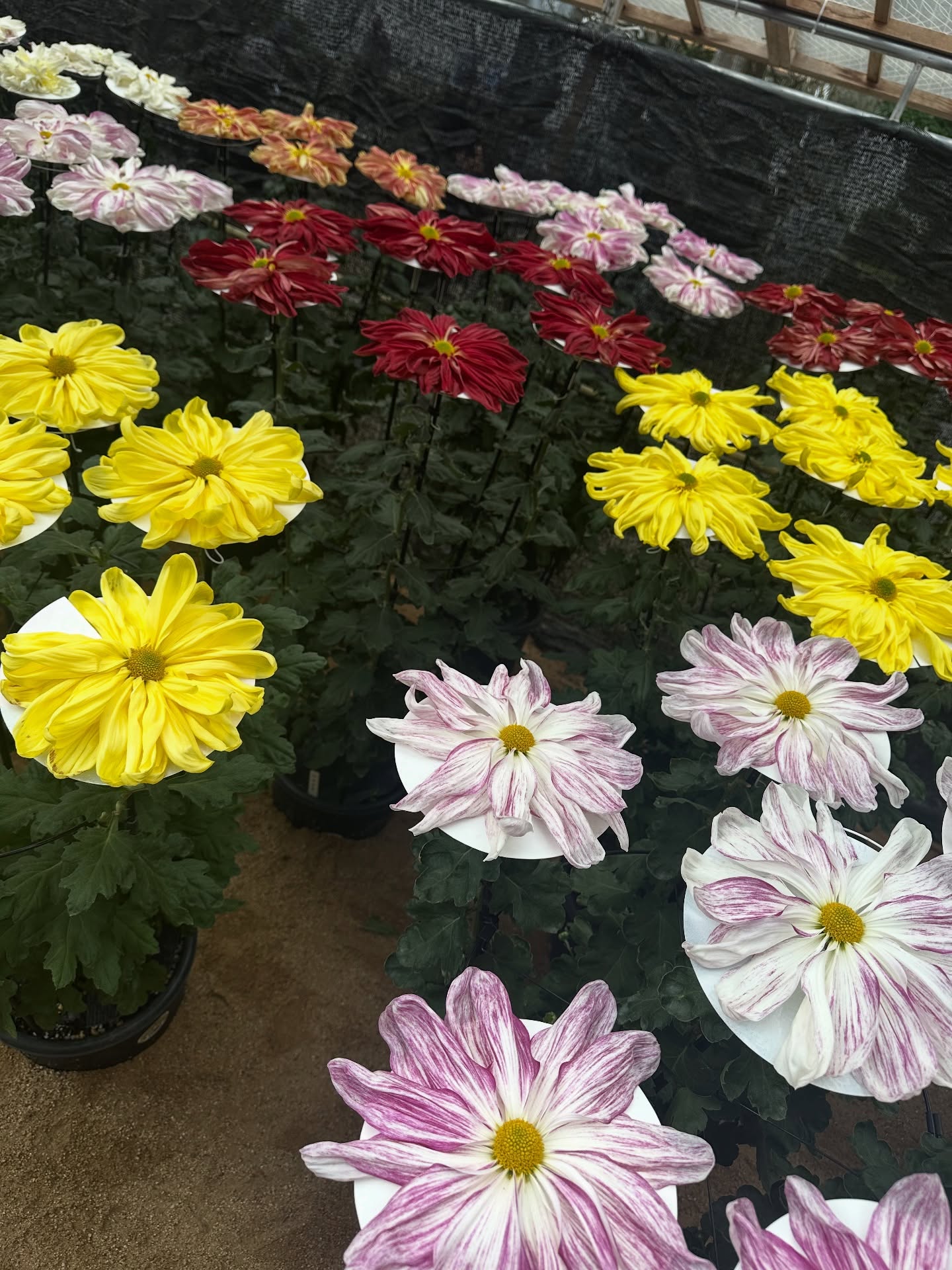 แอริน ยุกตะทัต