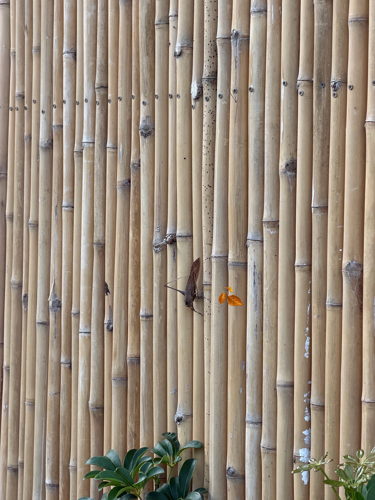 ซอนญ่า - ศรัณย์ภัทร์ พีเดอร์เซน