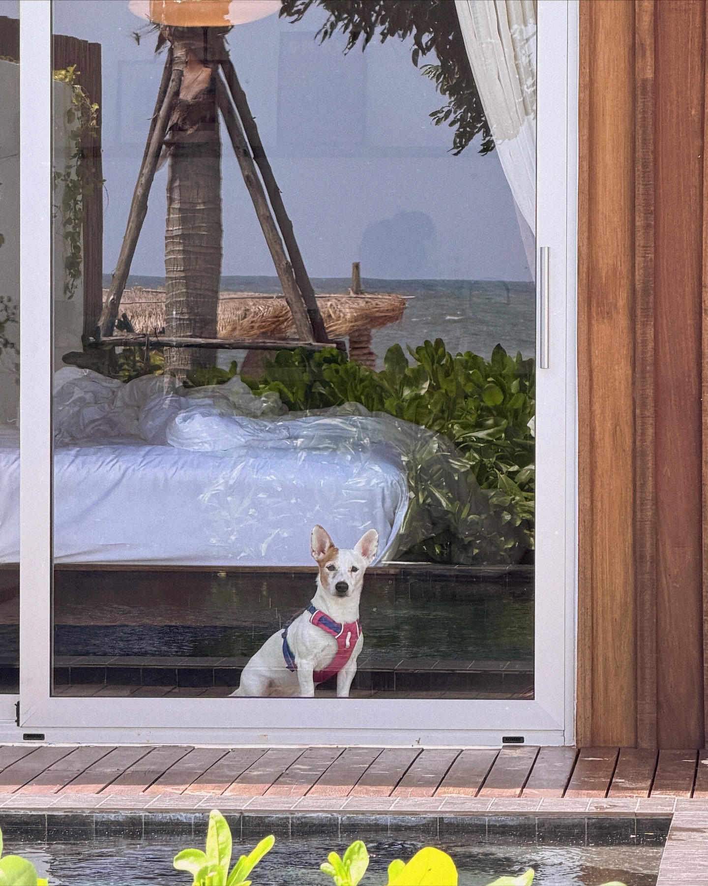 ซอนญ่า - ศรัณย์ภัทร์ พีเดอร์เซน