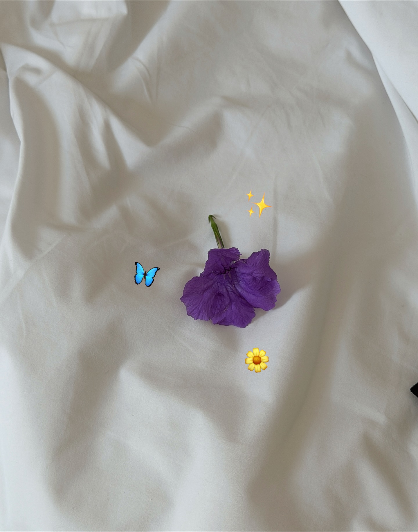 ซอนญ่า - ศรัณย์ภัทร์ พีเดอร์เซน