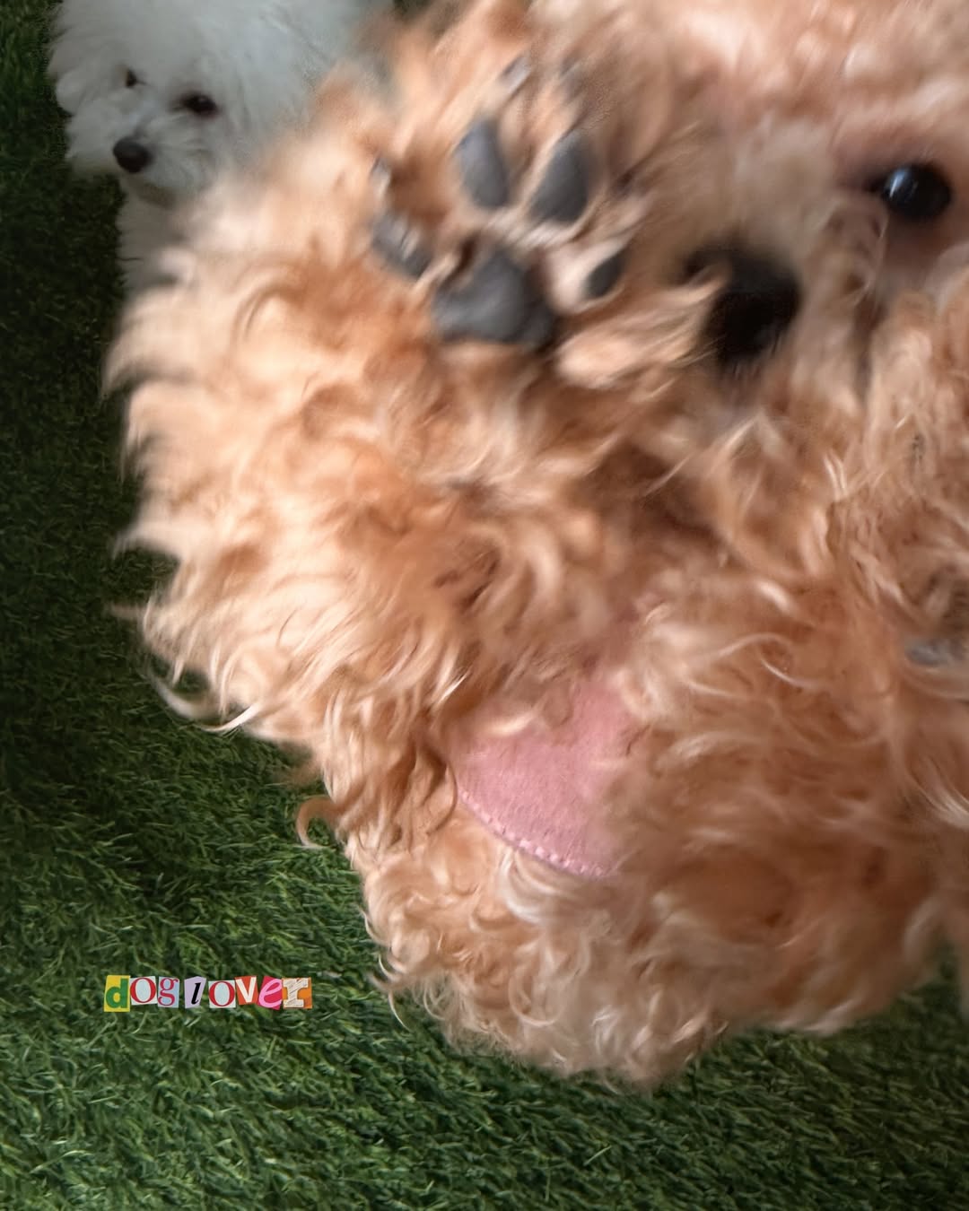 ซอนญ่า - ศรัณย์ภัทร์ พีเดอร์เซน