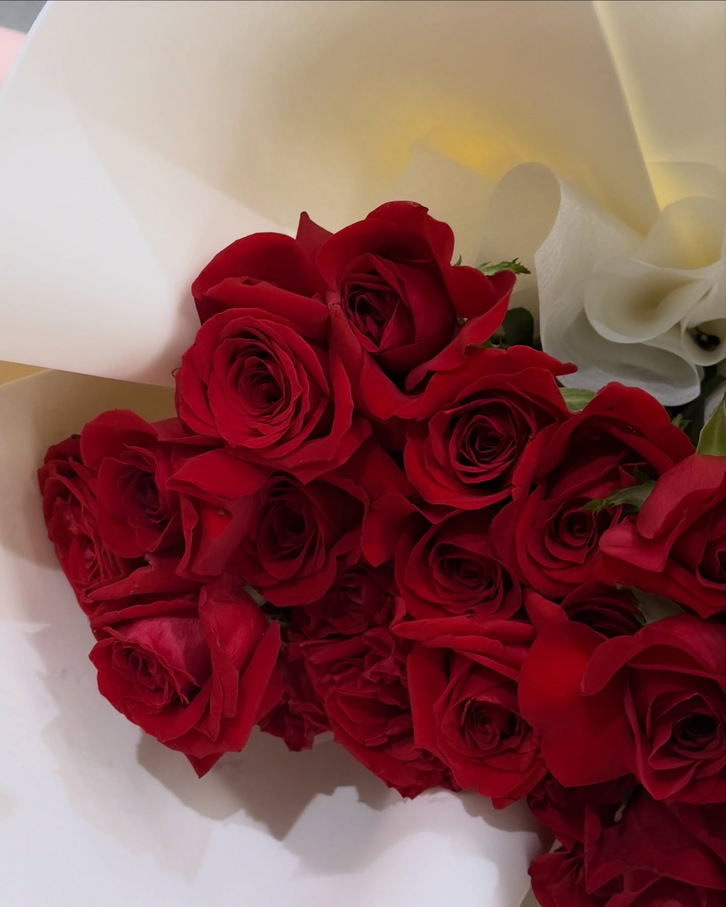 ซอนญ่า - ศรัณย์ภัทร์ พีเดอร์เซน