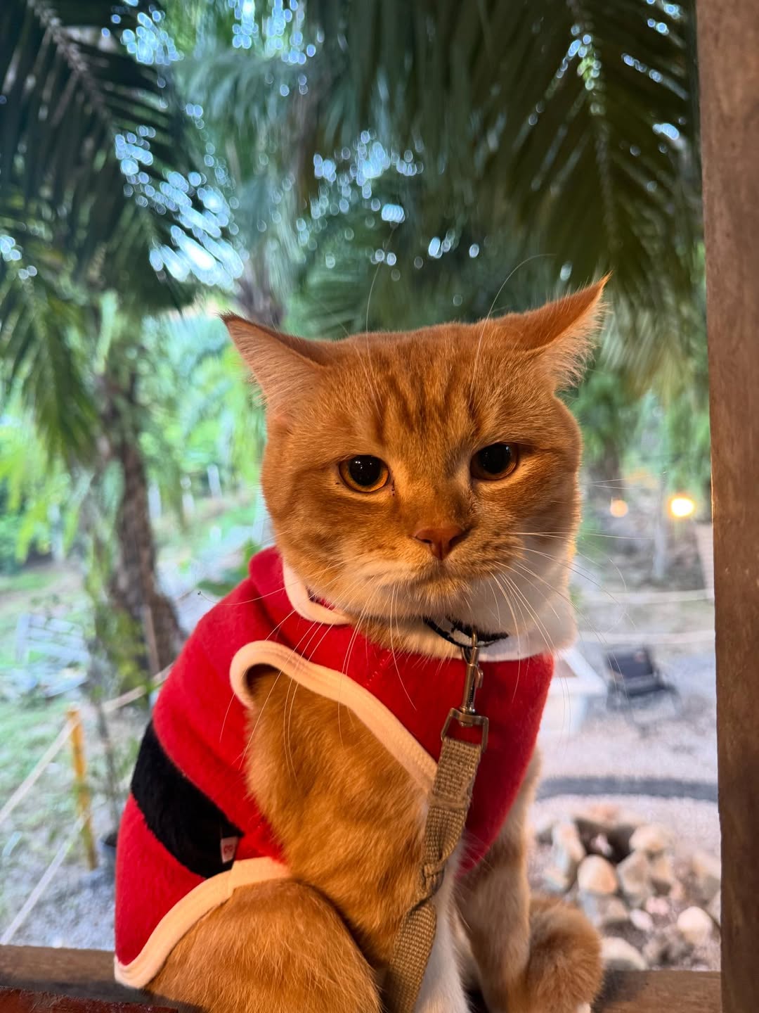 แบงค์ - ธิติ มหาโยธารักษ์