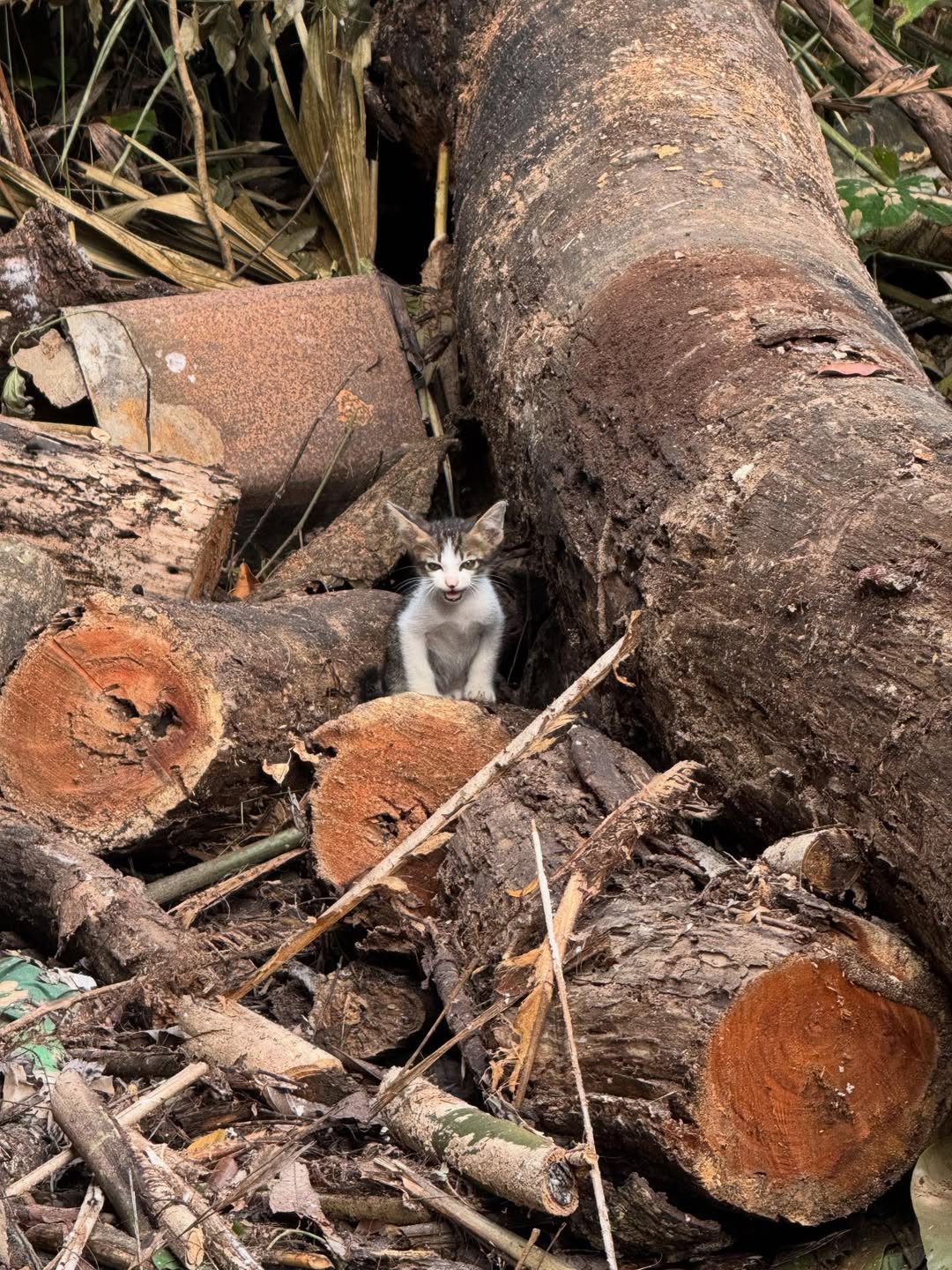 แบงค์ - ธิติ มหาโยธารักษ์