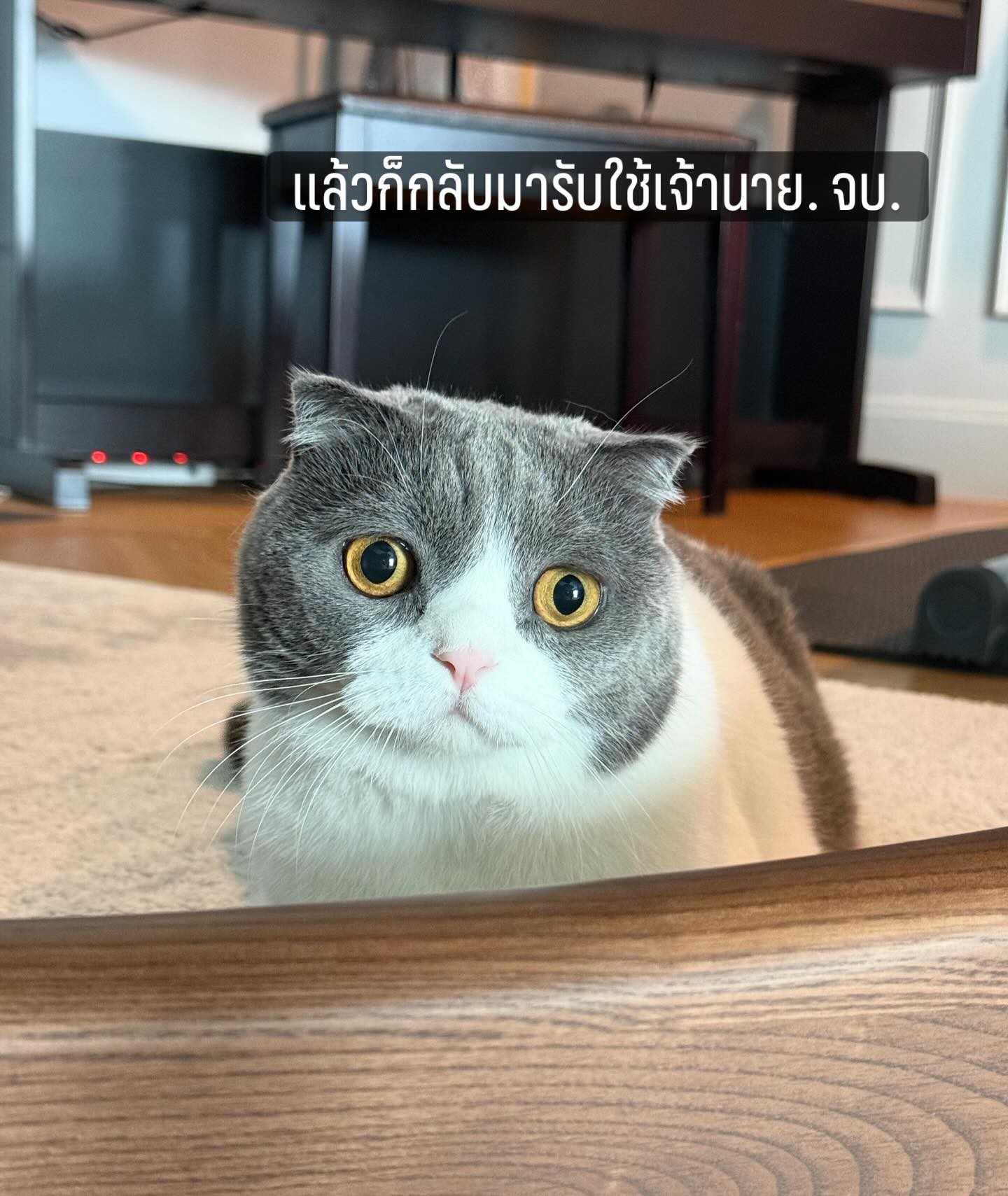 โก้ - วศิน อัศวนฤนาท