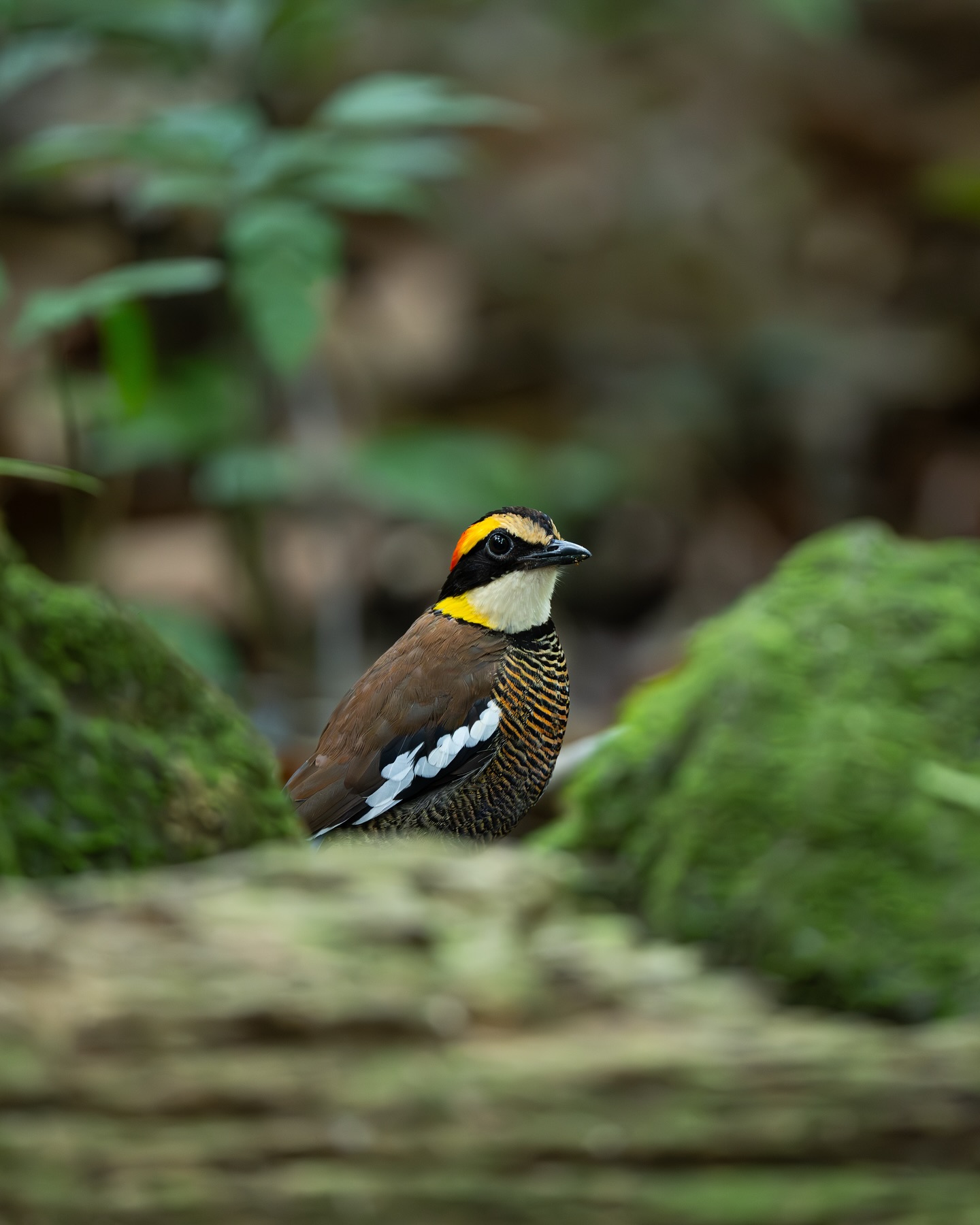 เน๋ง - ศรัณย์ นราประเสริฐกุล