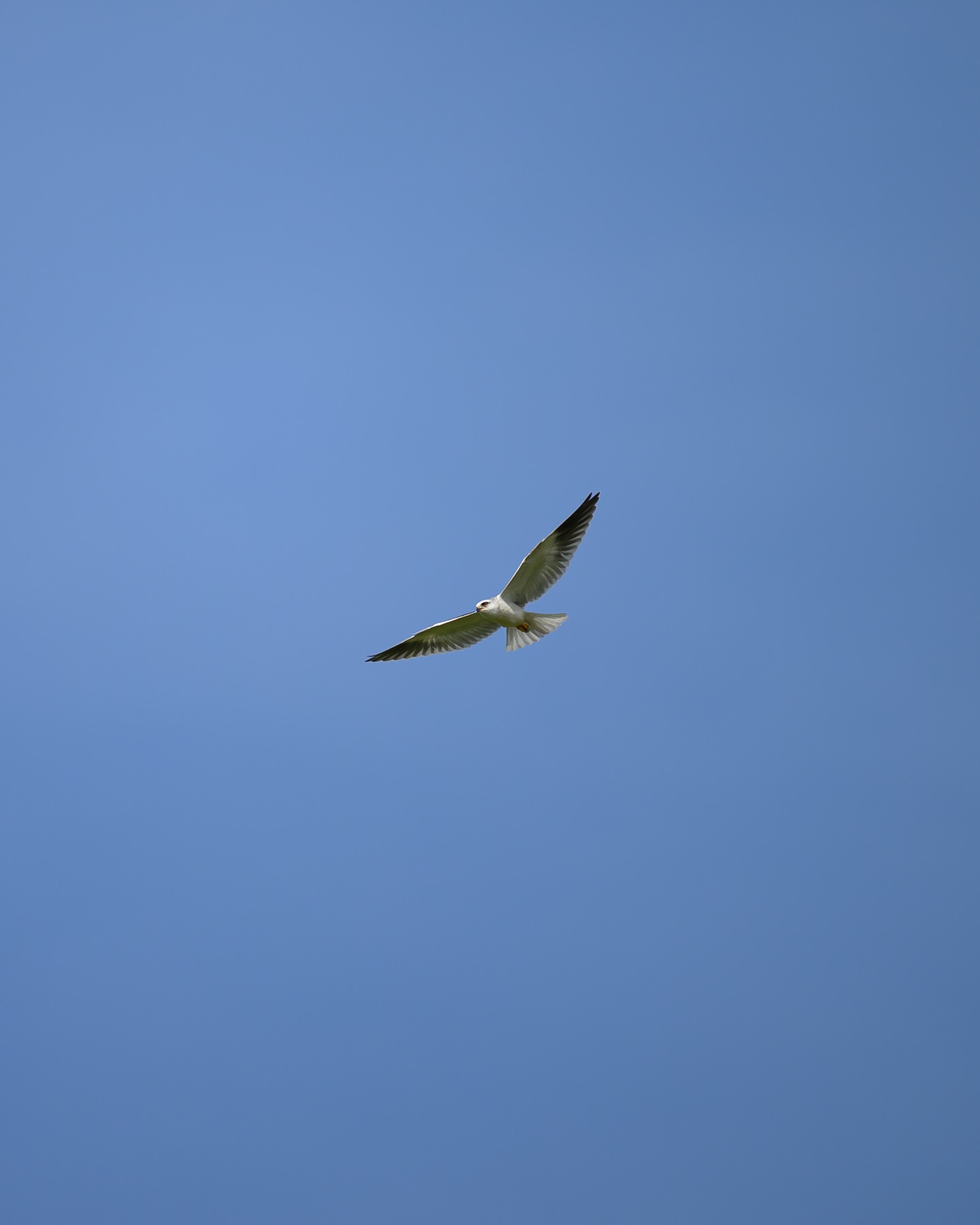 เน๋ง - ศรัณย์ นราประเสริฐกุล