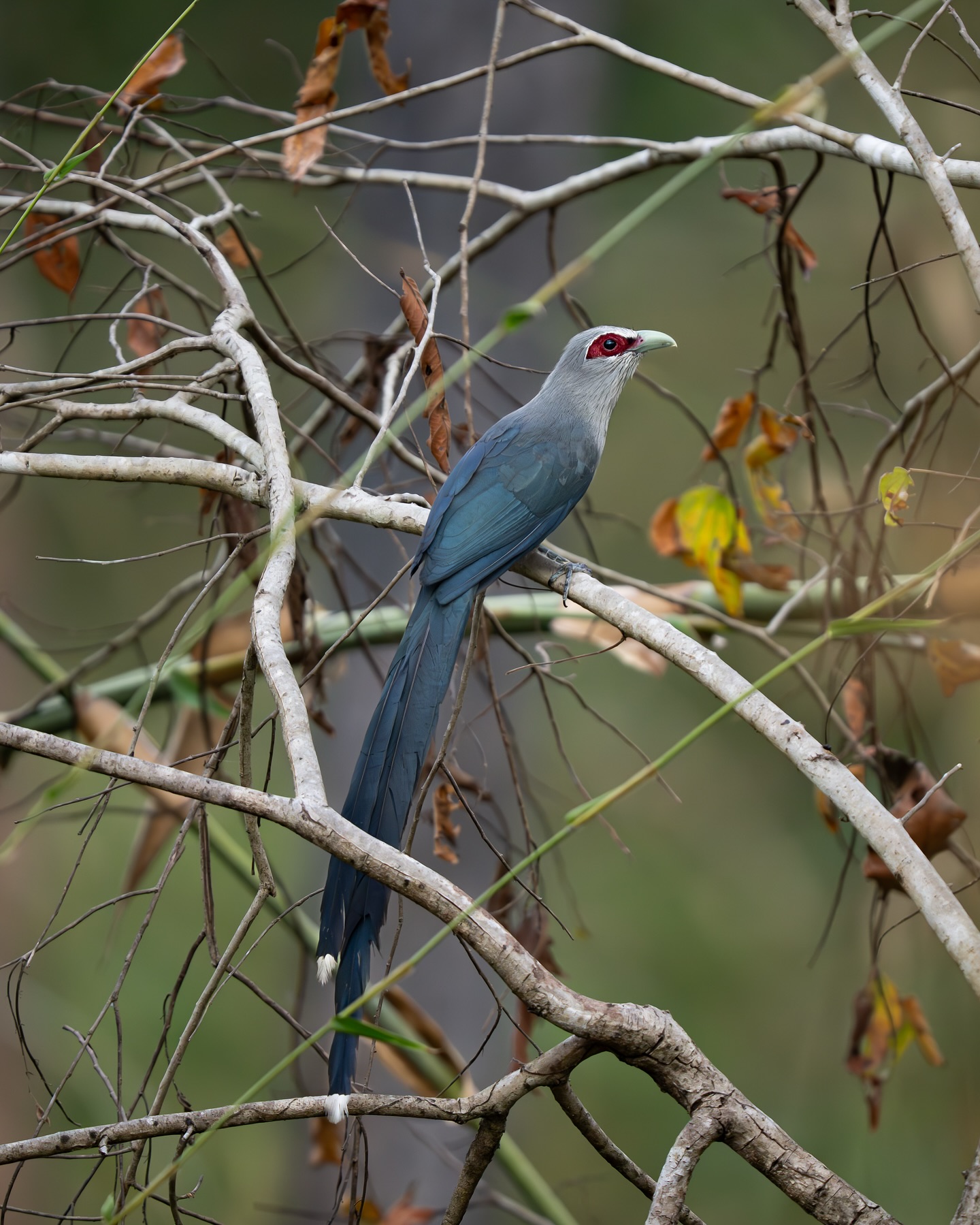 เน๋ง - ศรัณย์ นราประเสริฐกุล