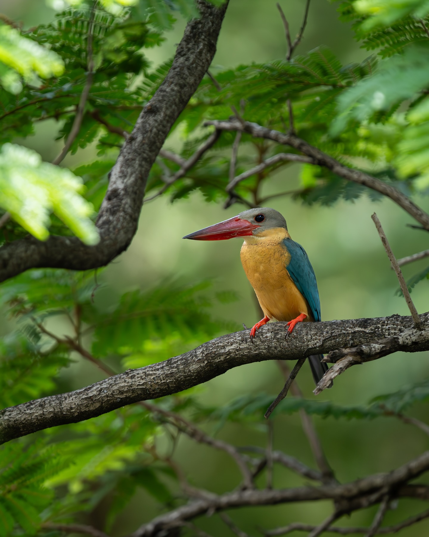 เน๋ง - ศรัณย์ นราประเสริฐกุล