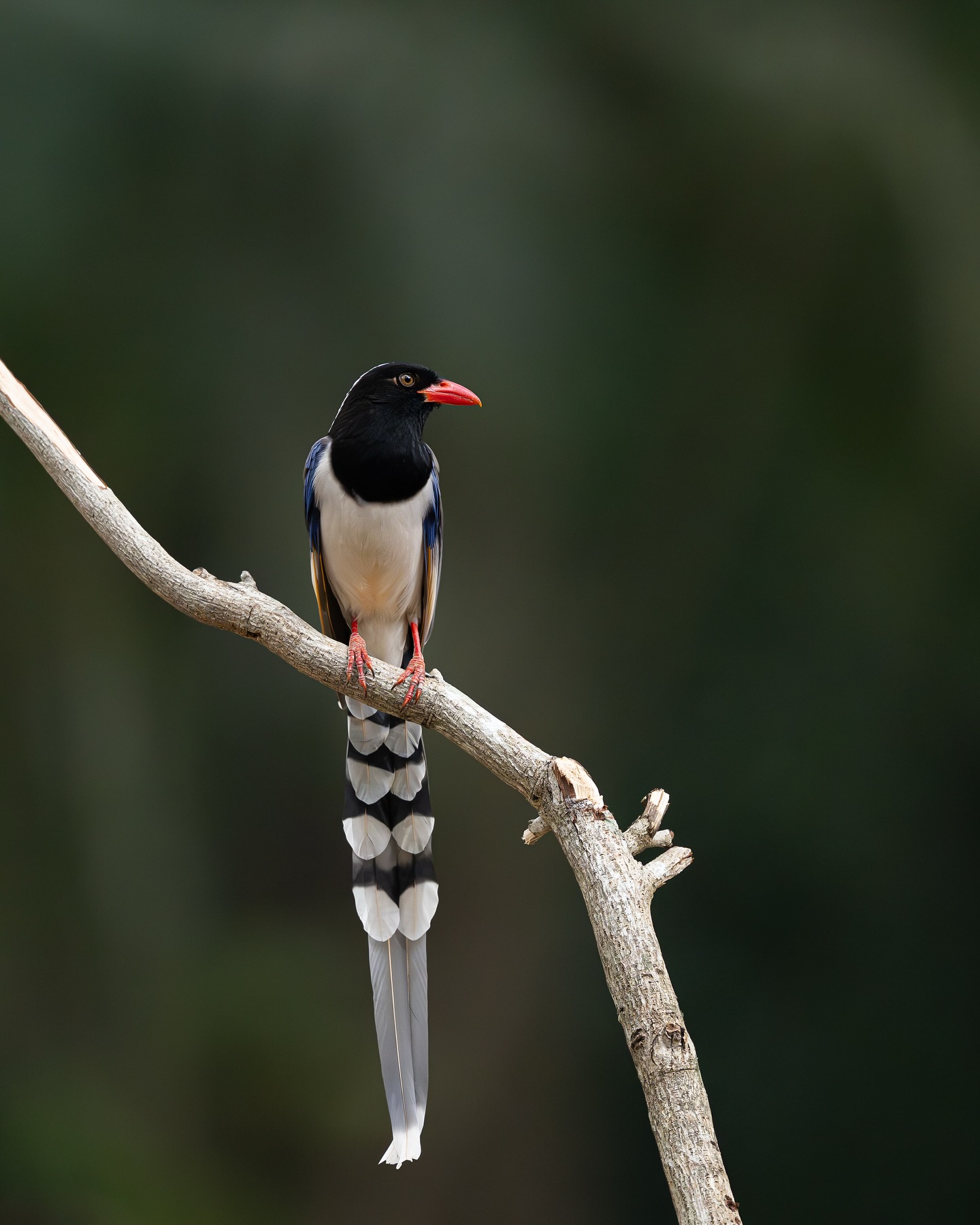 เน๋ง - ศรัณย์ นราประเสริฐกุล