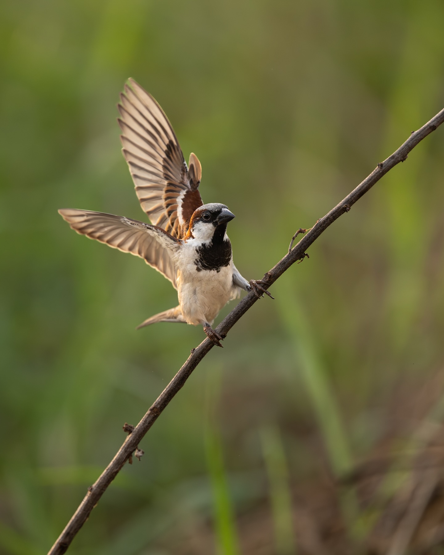 เน๋ง - ศรัณย์ นราประเสริฐกุล