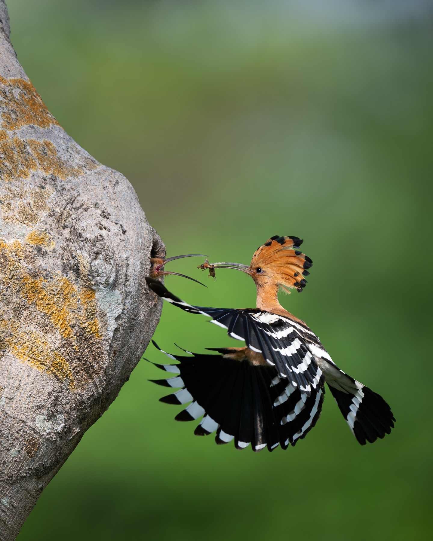 เน๋ง - ศรัณย์ นราประเสริฐกุล