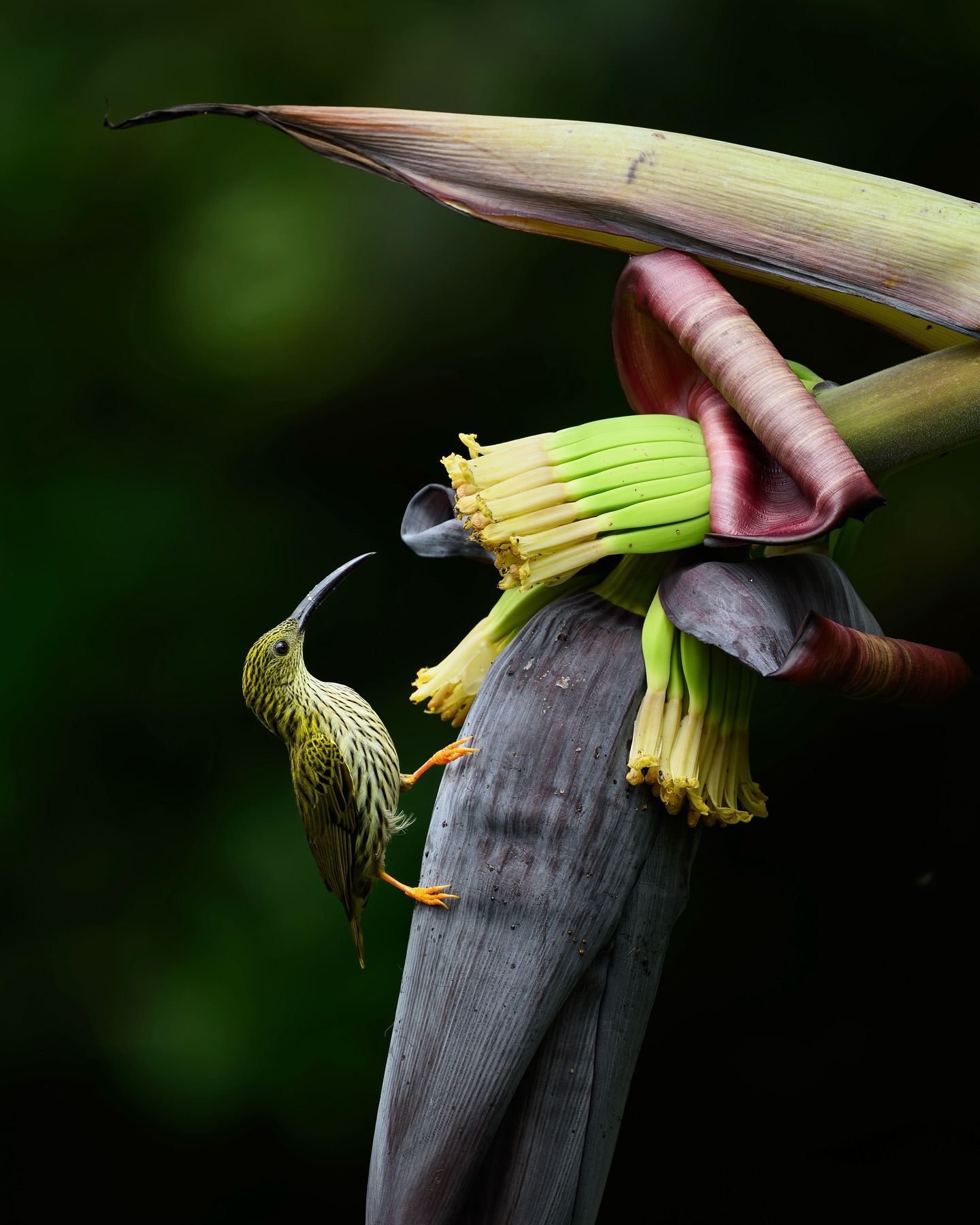 เน๋ง - ศรัณย์ นราประเสริฐกุล