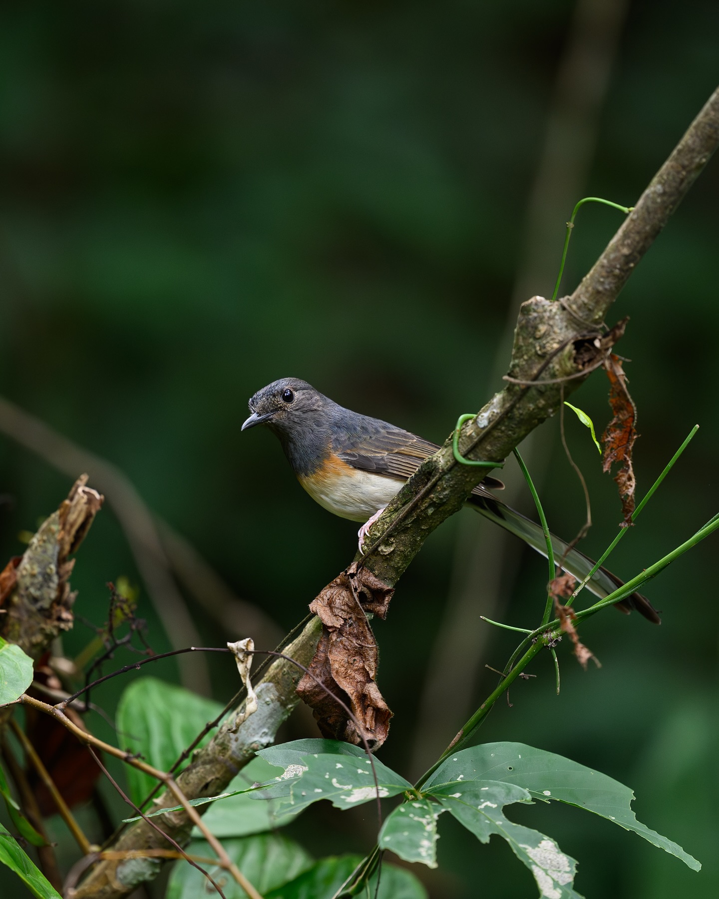 เน๋ง - ศรัณย์ นราประเสริฐกุล