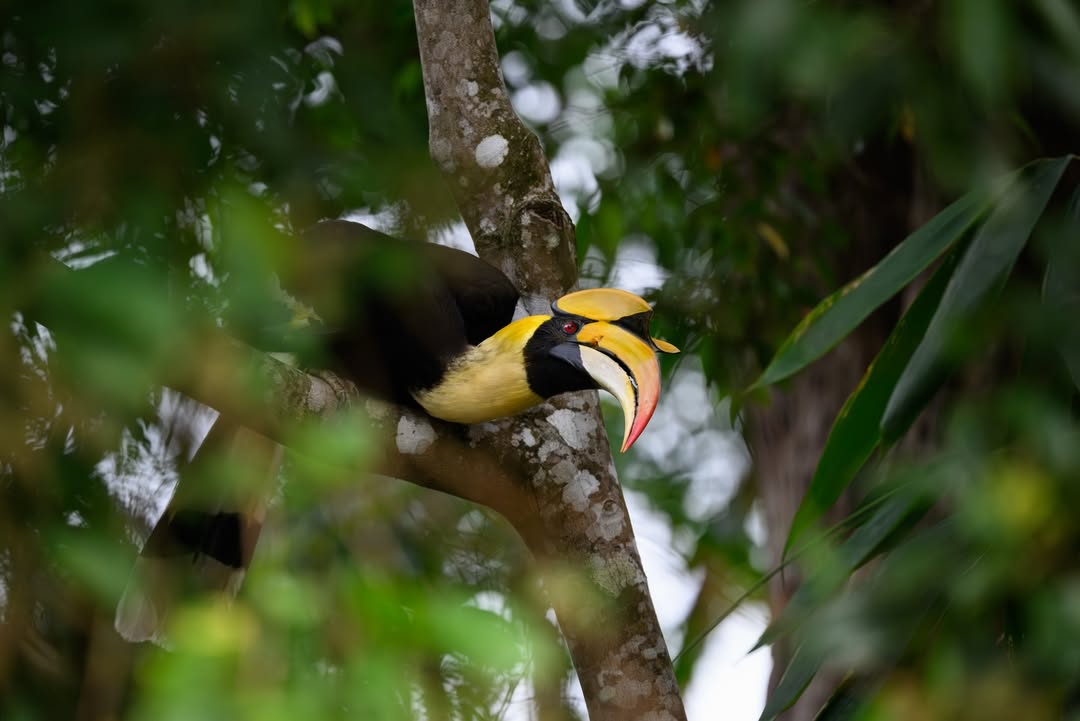 เน๋ง - ศรัณย์ นราประเสริฐกุล