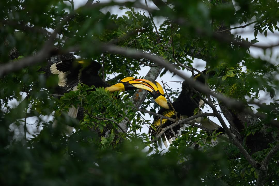 เน๋ง - ศรัณย์ นราประเสริฐกุล