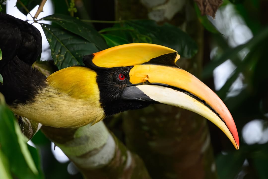 เน๋ง - ศรัณย์ นราประเสริฐกุล