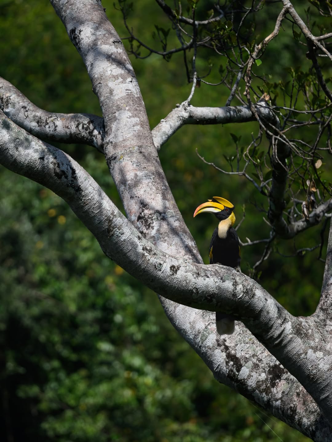 เน๋ง - ศรัณย์ นราประเสริฐกุล