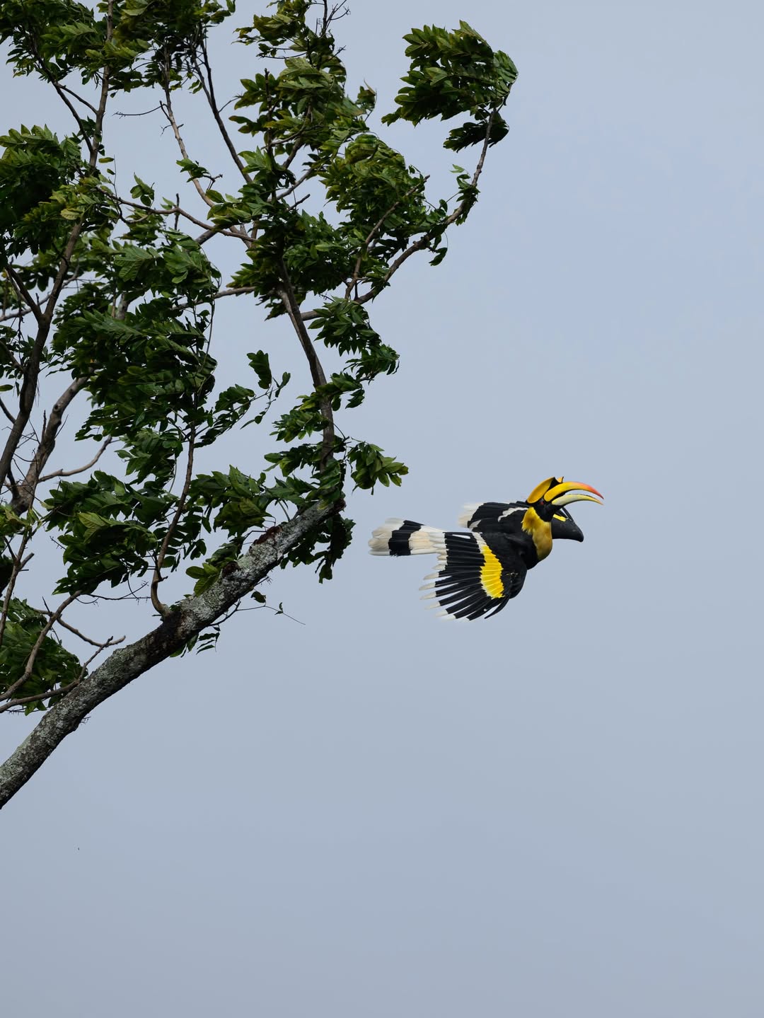 เน๋ง - ศรัณย์ นราประเสริฐกุล