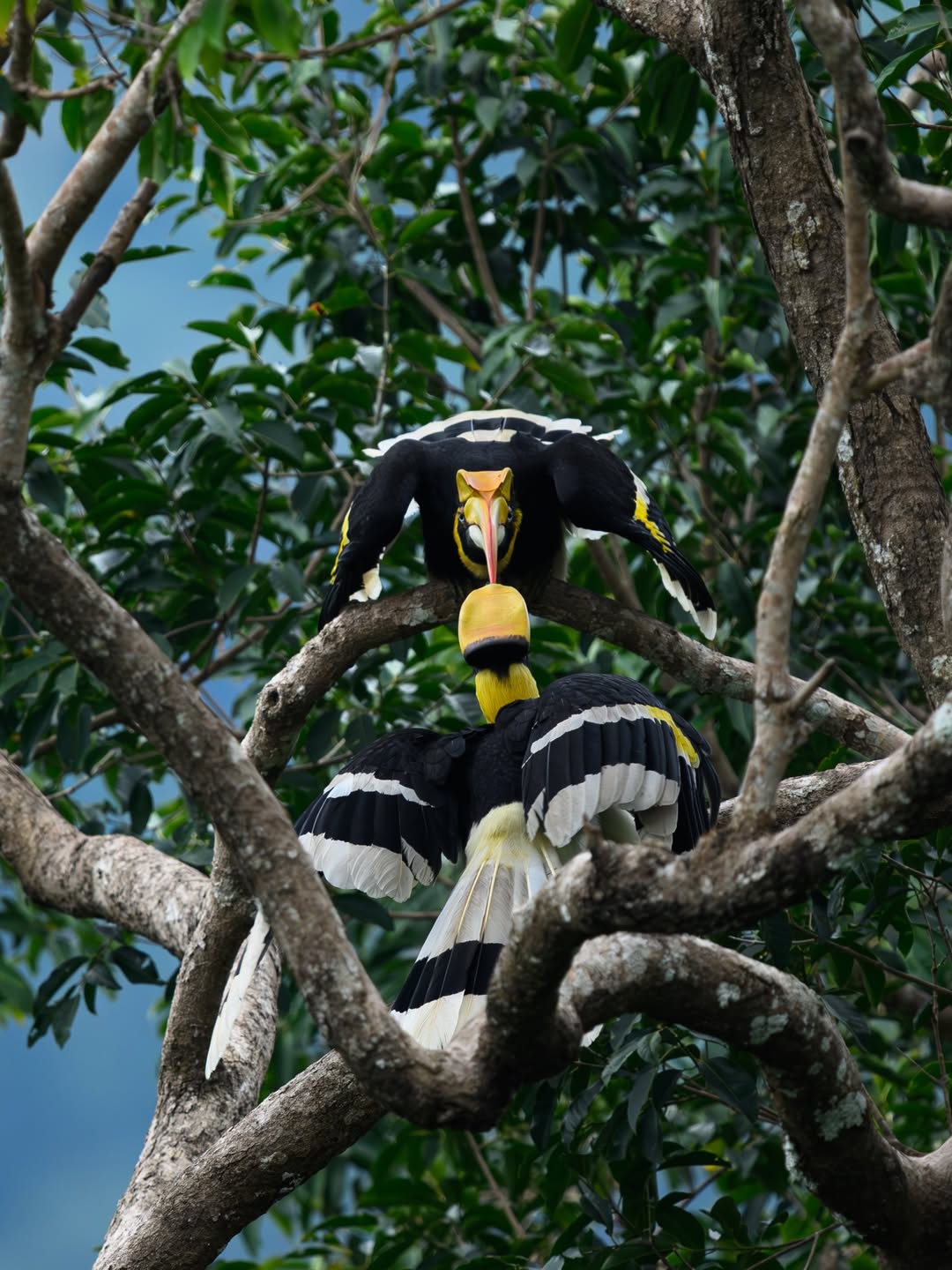 เน๋ง - ศรัณย์ นราประเสริฐกุล