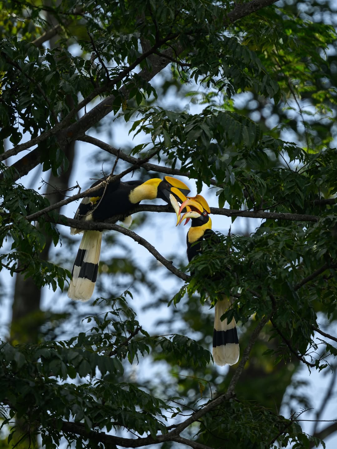เน๋ง - ศรัณย์ นราประเสริฐกุล