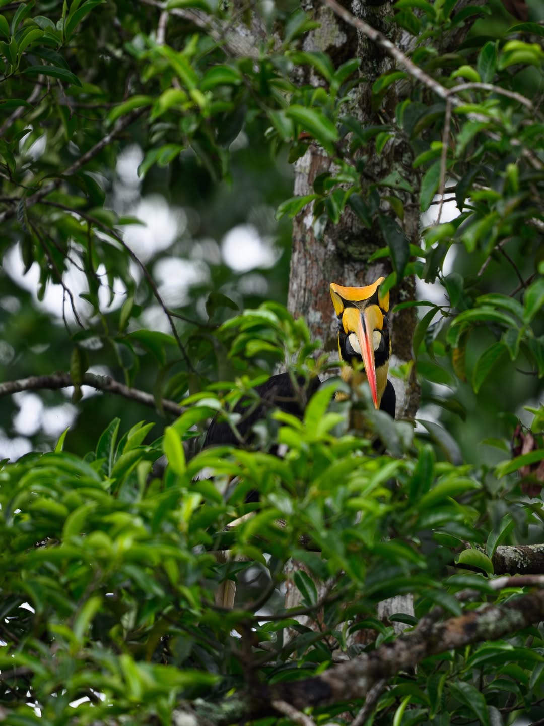 เน๋ง - ศรัณย์ นราประเสริฐกุล