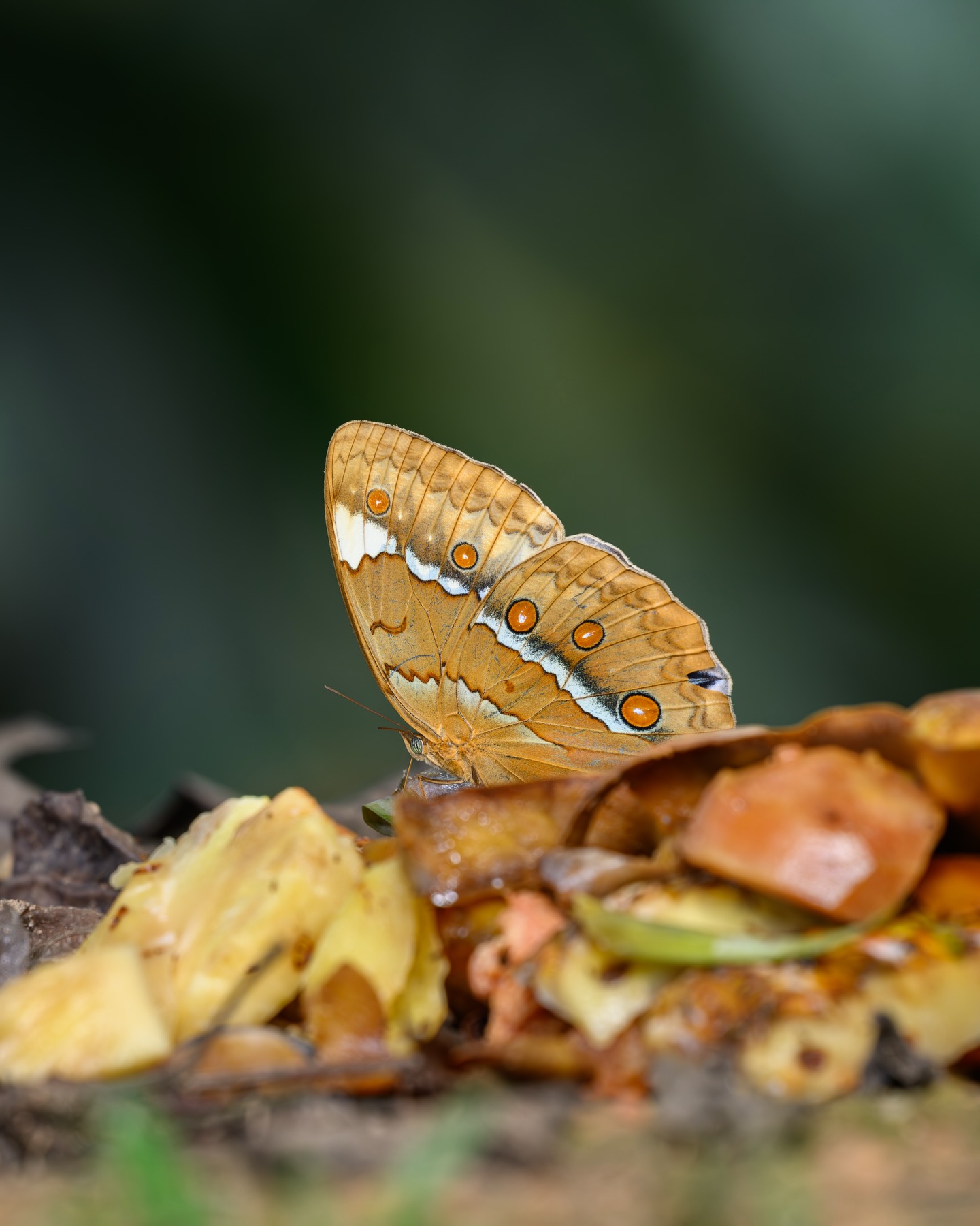 เน๋ง - ศรัณย์ นราประเสริฐกุล
