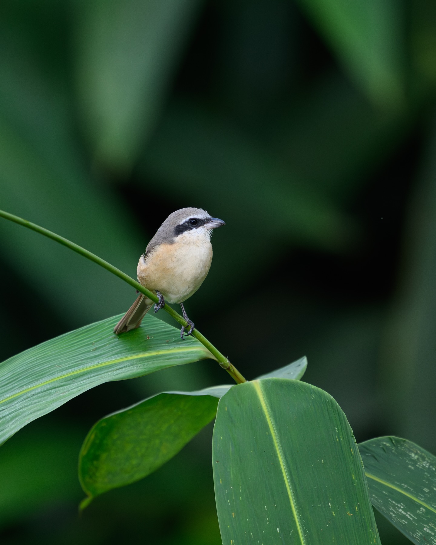 เน๋ง - ศรัณย์ นราประเสริฐกุล